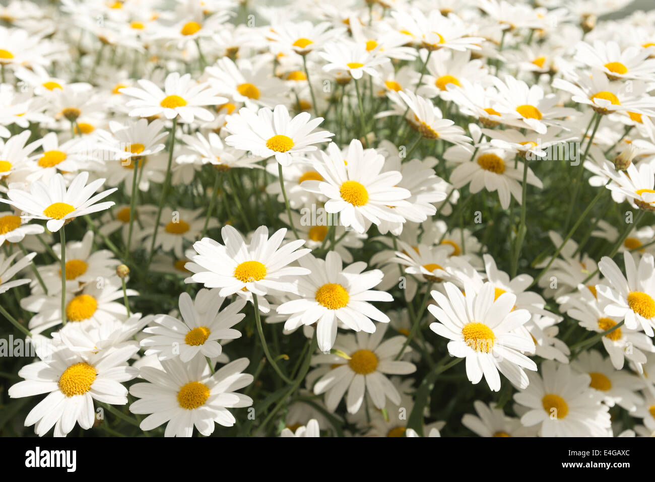 collection and clump of lots of pretty Oxeye daisy plants flowers at their prime enjoying the sunshine Stock Photo