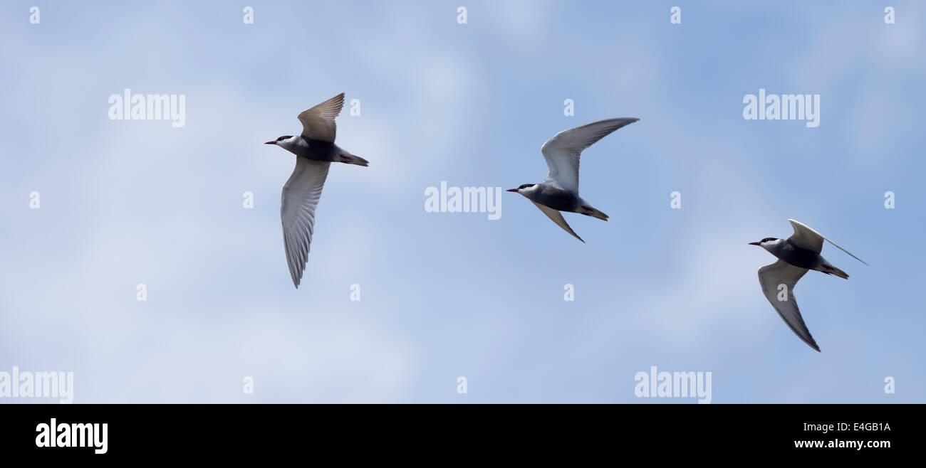 An adult Whiskered Tern in summer plumage. A photomontage showing flight action. Manavgat, Turkey. Stock Photo