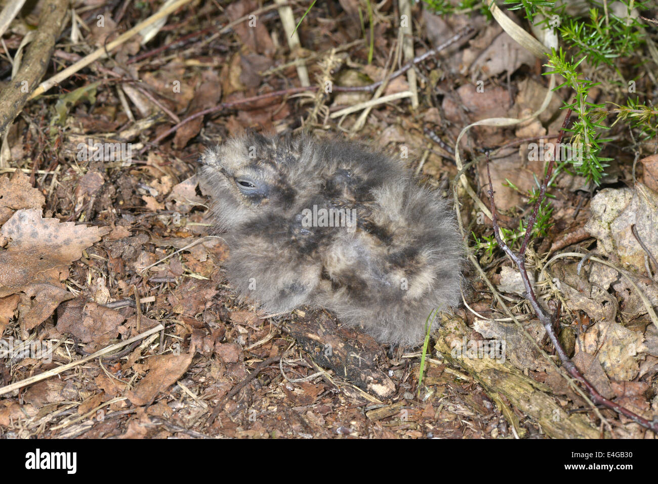 Nightjar - Caprimulgus europeus - Chicks in nest. Stock Photo