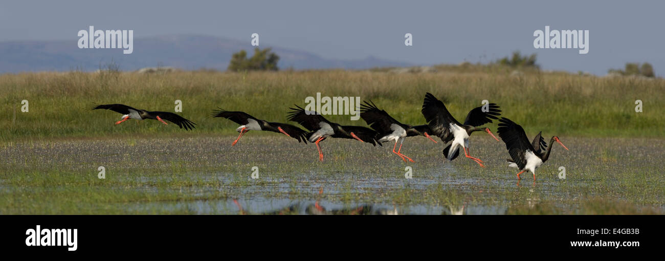 Black Stork, a sequence of photos montaged to show the action as it flies in to land in the marsh.  Lesbos, Greece. Stock Photo