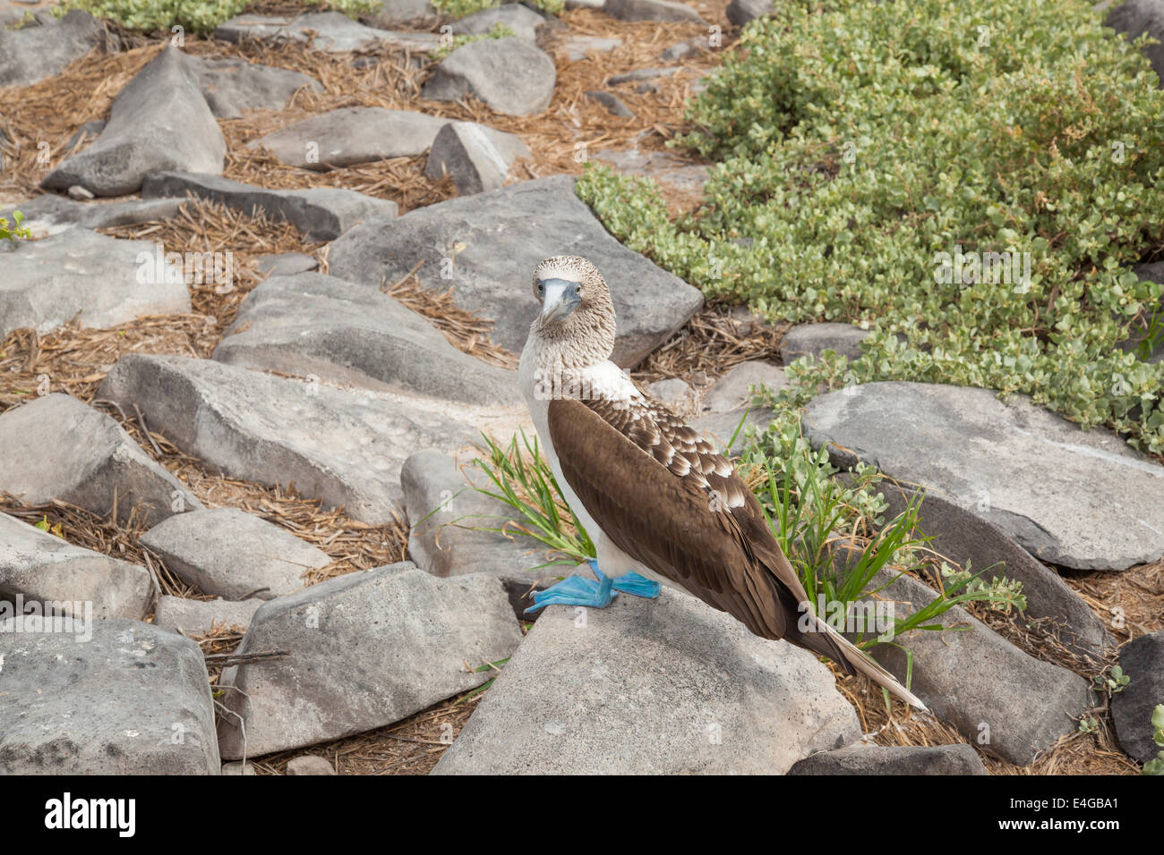 Blue Footed Bobby Stock Photo - Alamy