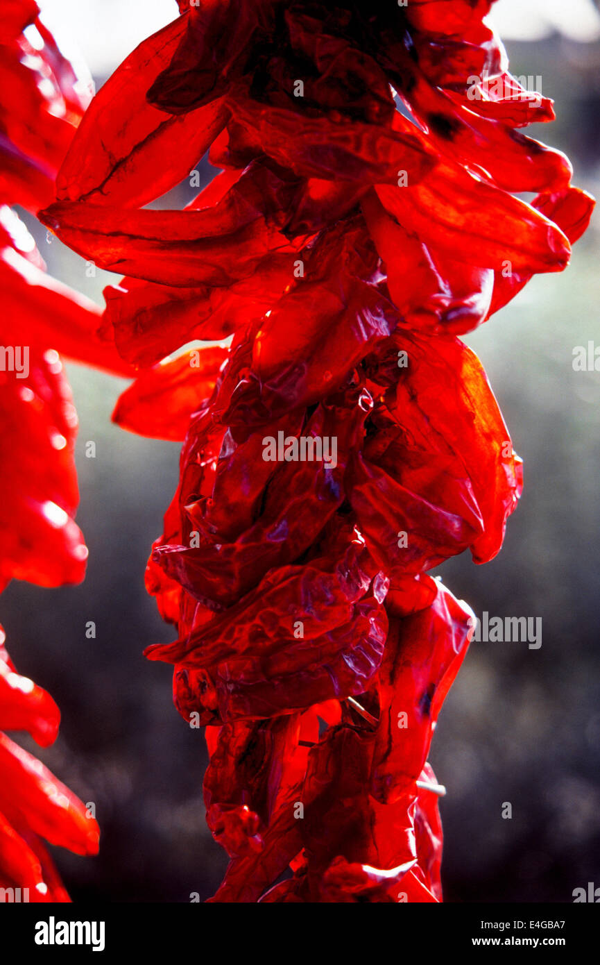 The sun shining through these translucent chili peppers makes them seem "red hot" while drying outside a Mexican grocery in Scottsdale, Arizona, USA. Stock Photo
