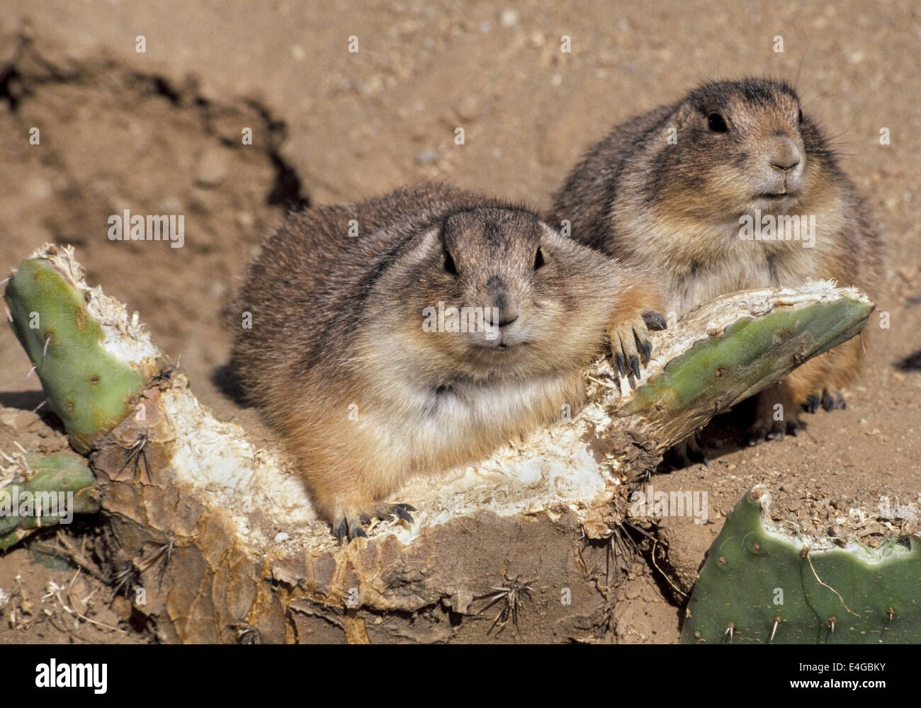 Desert animal eating cactus hires stock photography and images Alamy