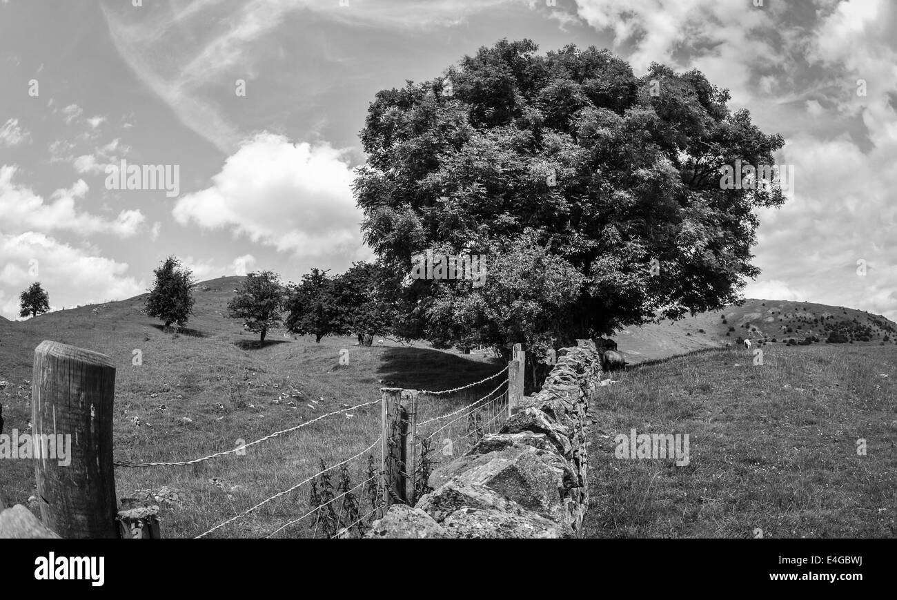 Landscape picture of a tree and wall in the Peak District National Park Stock Photo