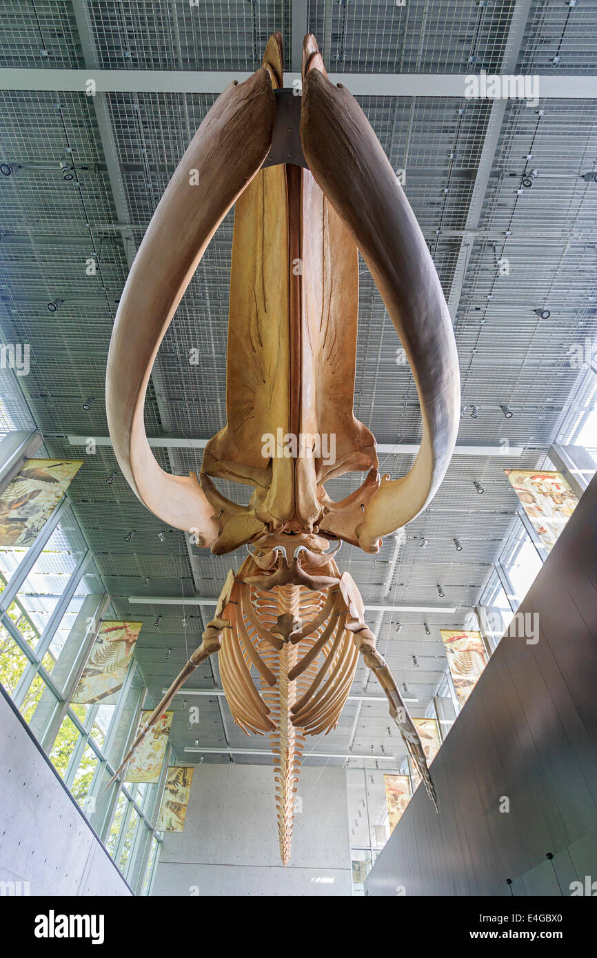 Skeleton of 82 foot long (25 metres) blue whale (Balaenoptera musculus) hung from the ceiling of the University of BC Stock Photo