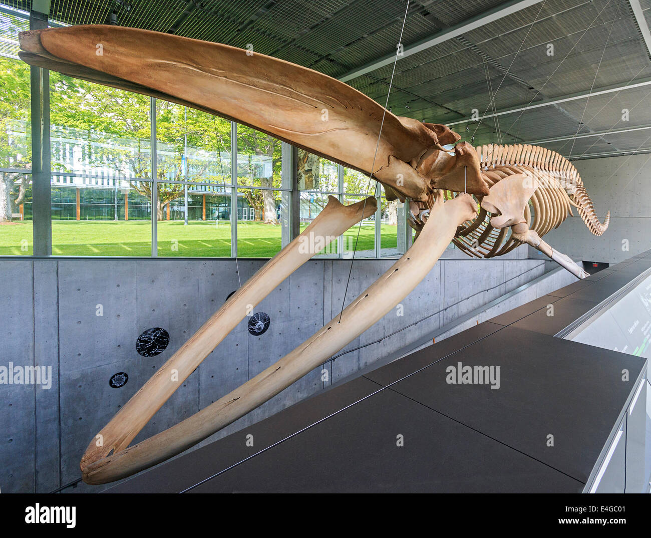 Skeleton of 82 foot long (25 metres) blue whale (Balaenoptera musculus) hung from the ceiling of the University of BC Stock Photo