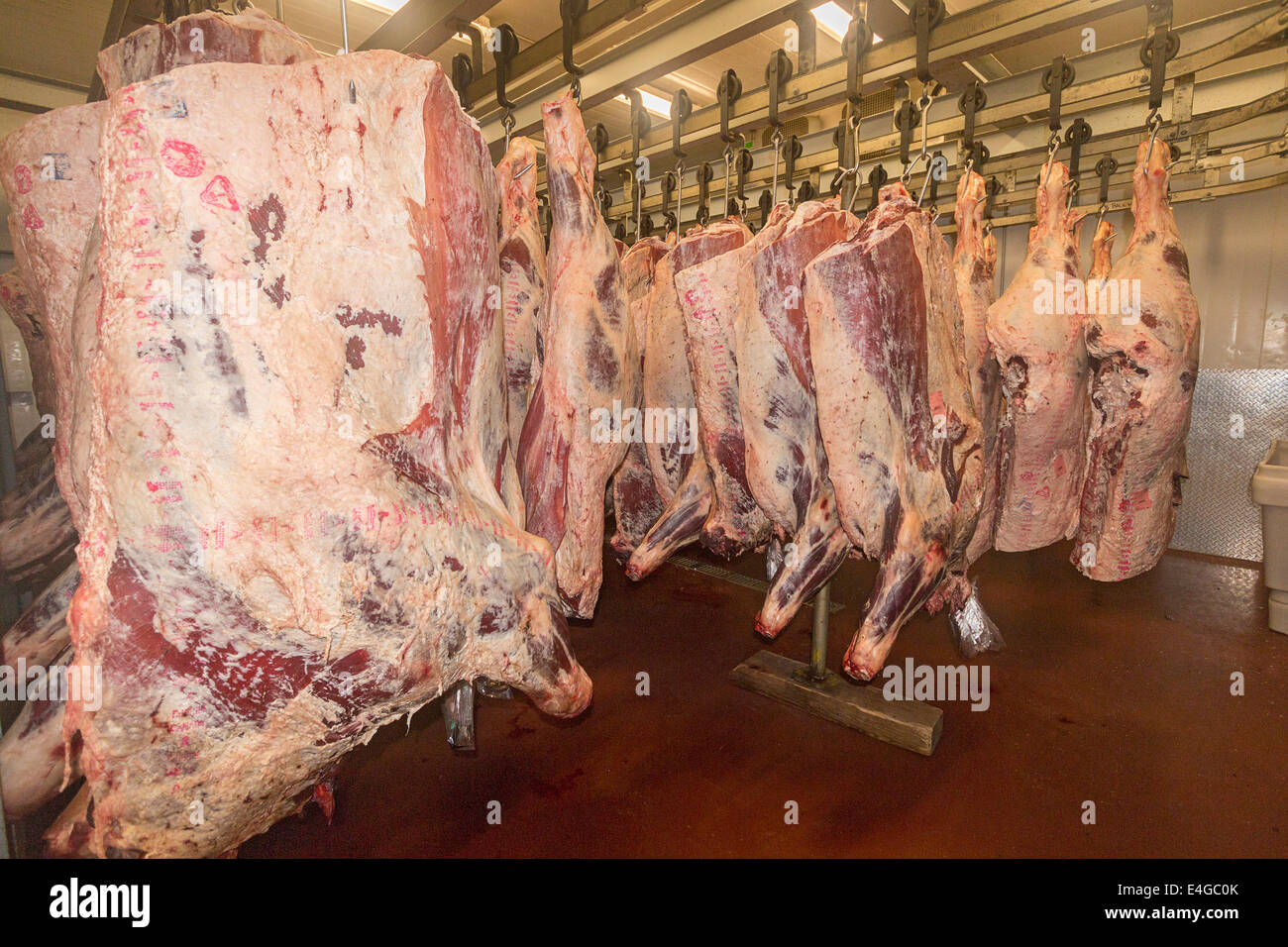Sides of beef hanging in the refrigerator at Hopcott Meats, a shop selling beef from the Hopcott family farm Stock Photo