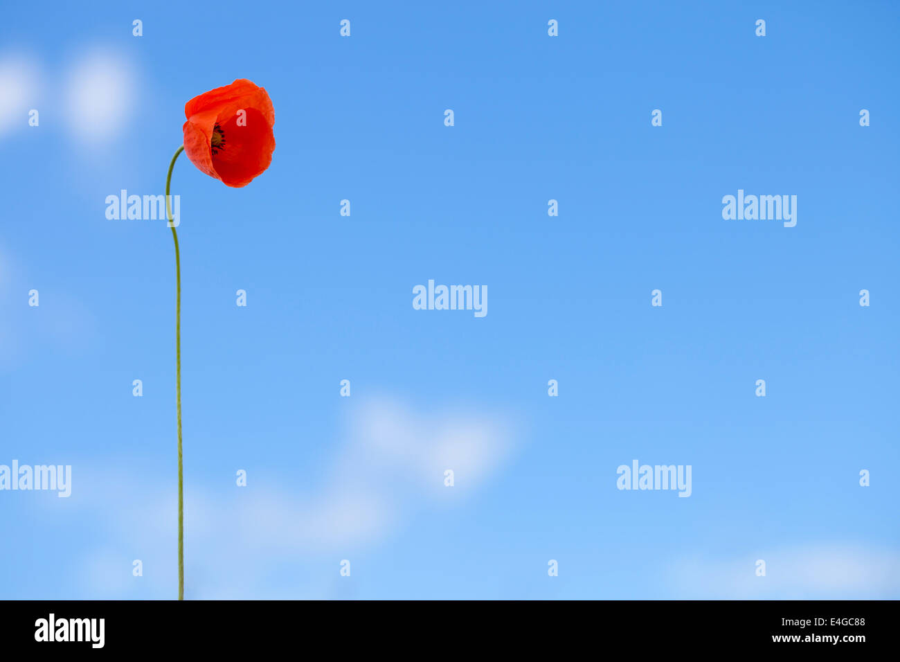 Single flower of wild red poppy on blue sky background with focus on ...