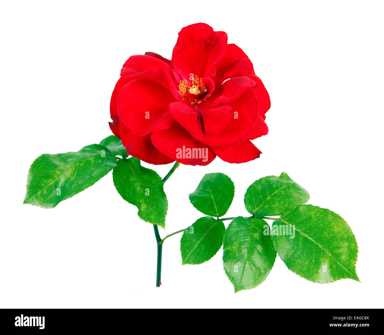 One red rose isolated on white background Stock Photo Alamy