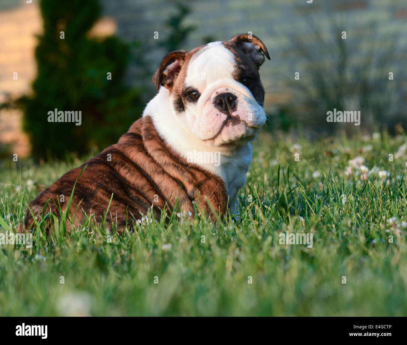 cute english bulldog puppy sitting in the grass Stock Photo - Alamy