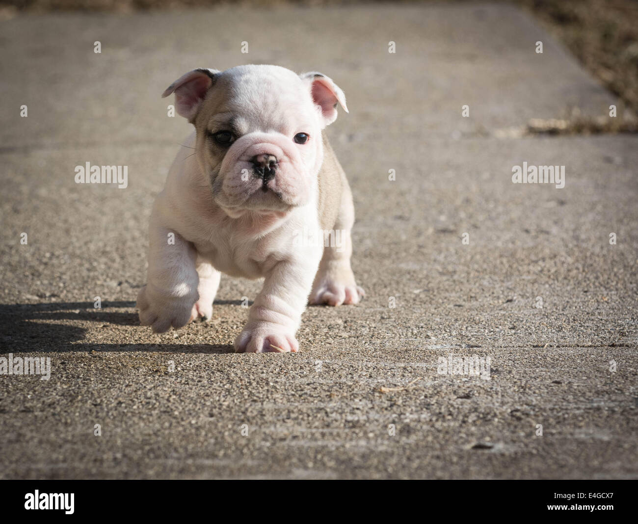 puppy running - english bulldog puppy outside Stock Photo - Alamy