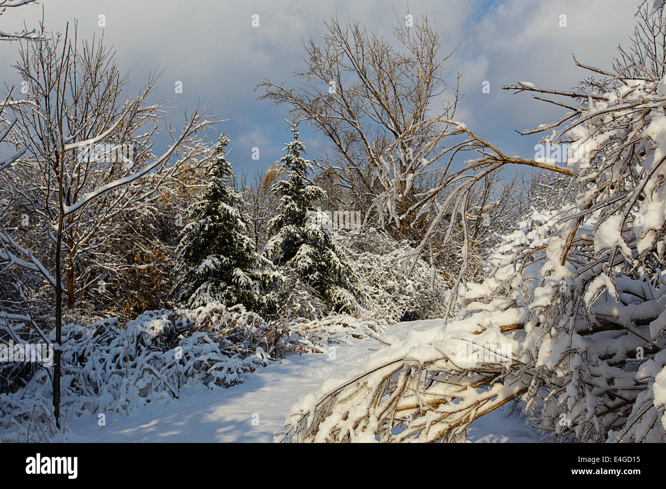 Road at a park hi-res stock photography and images - Alamy