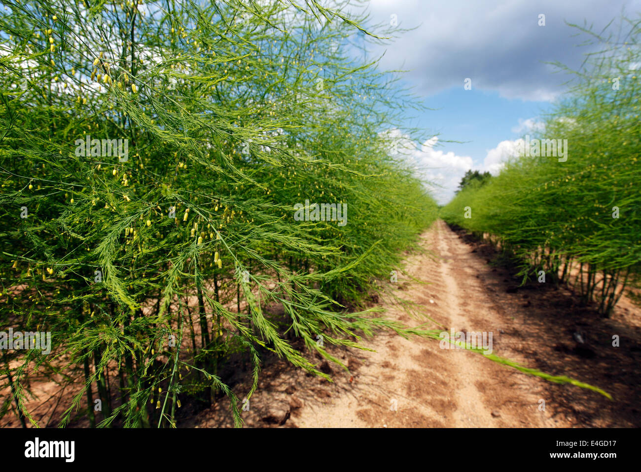 Asparagus farm uk hires stock photography and images Alamy