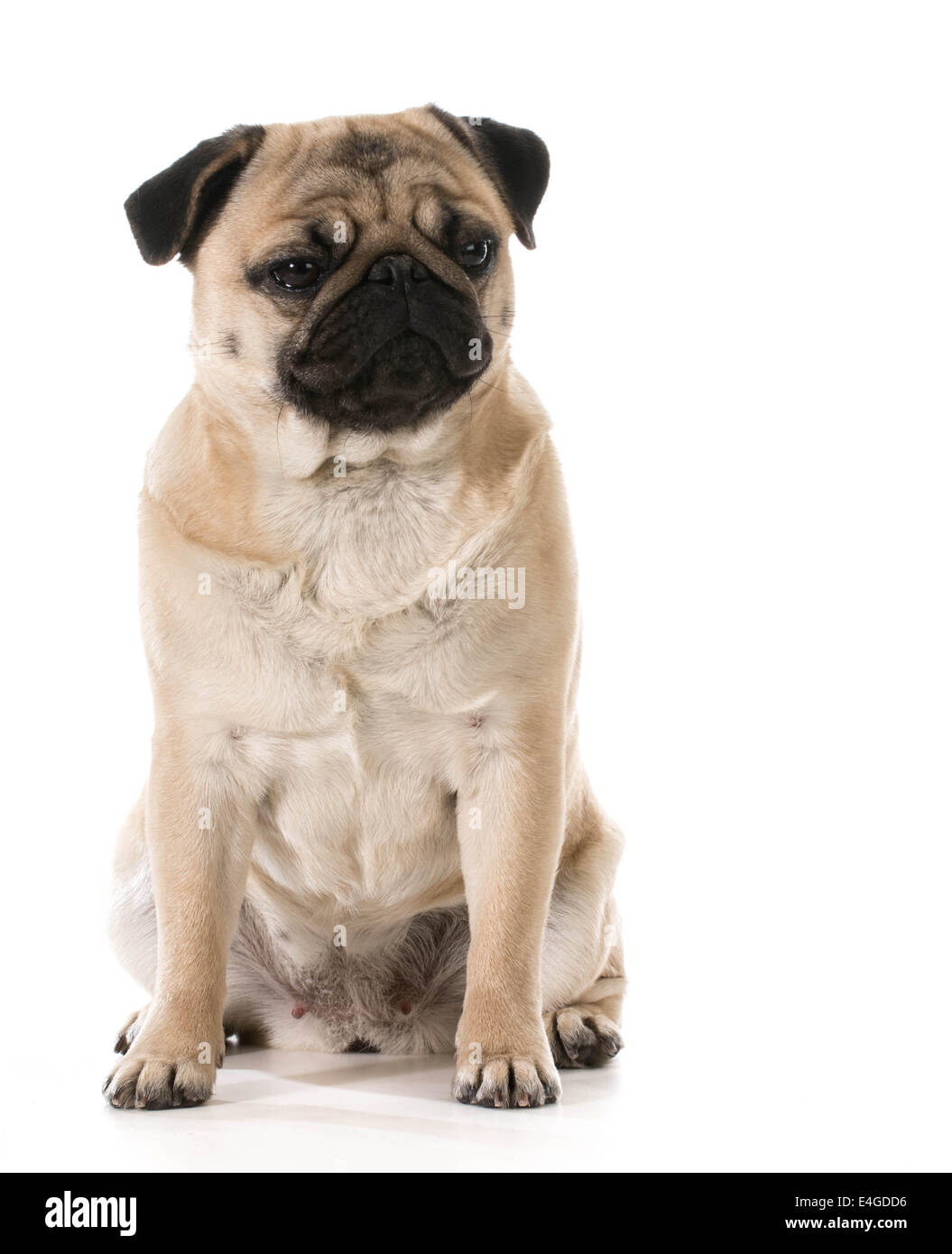 grumpy dog - pug with grouchy expression isolated on white background Stock Photo
