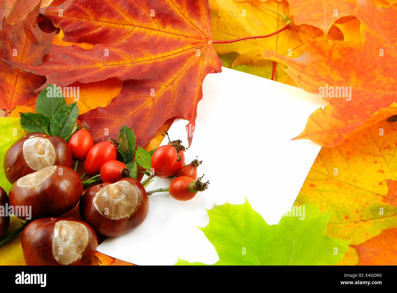 Maple tree chestnut hi-res stock photography and images - Alamy
