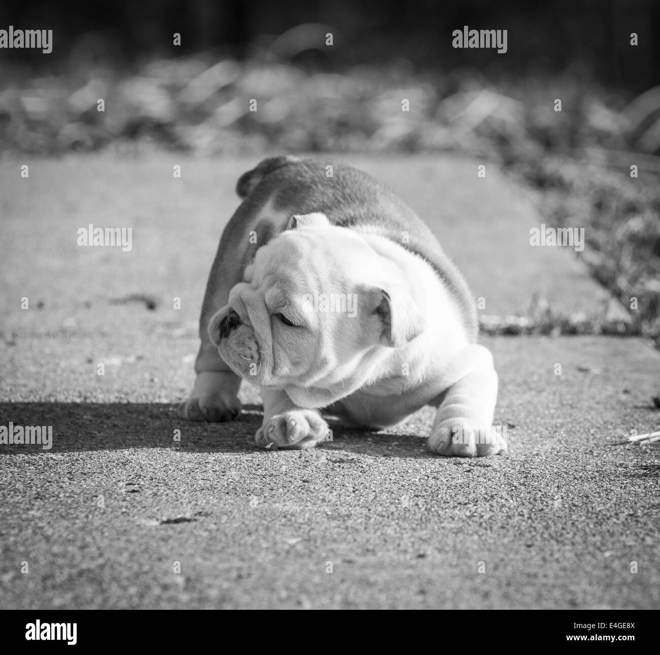 English bulldog Black and White Stock Photos & Images Alamy