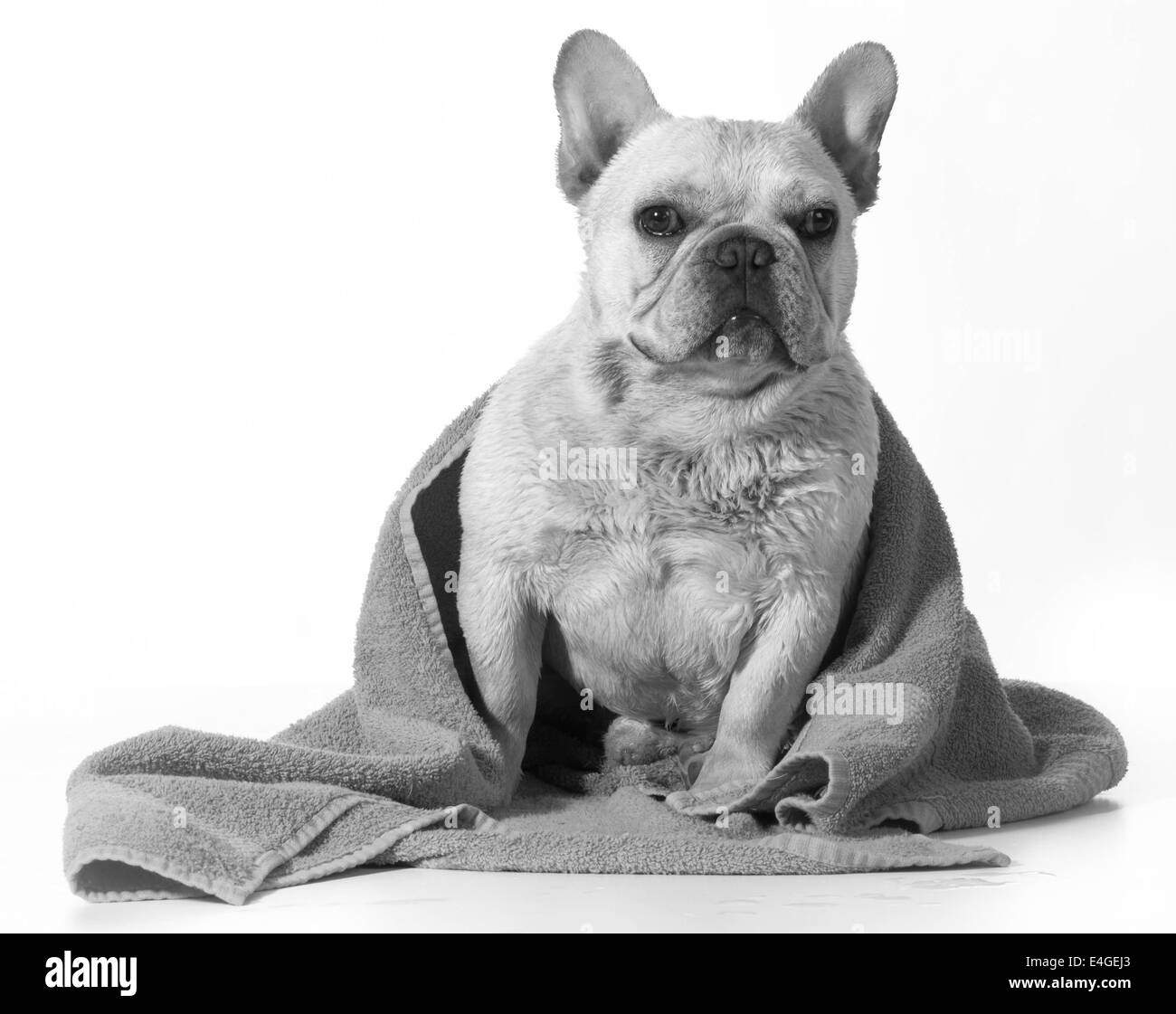 french bulldog after a bath with towel wrapped around Stock Photo Alamy