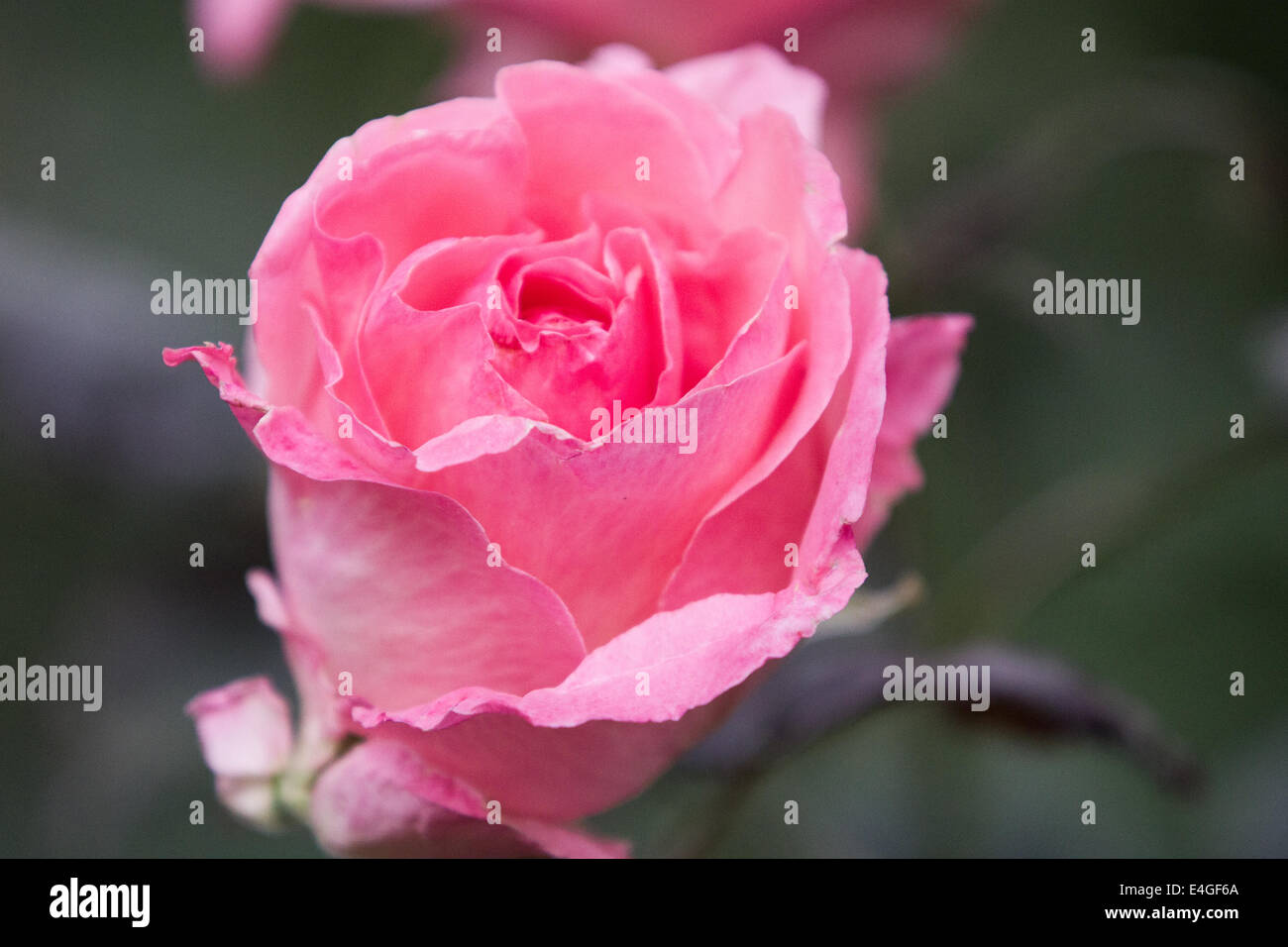 Gen Roses Close-up of garden rose Stock Photo - Alamy