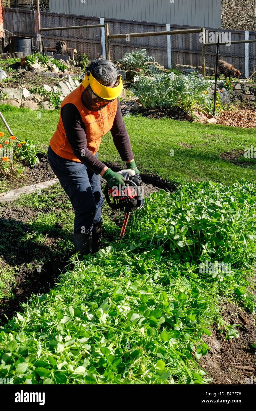 Slashing green manure crop using a hedge trimmer Stock Photo