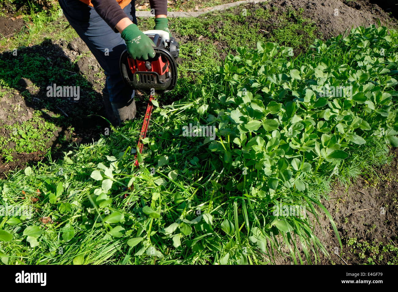 Slashing green manure crop using a hedge trimmer Stock Photo