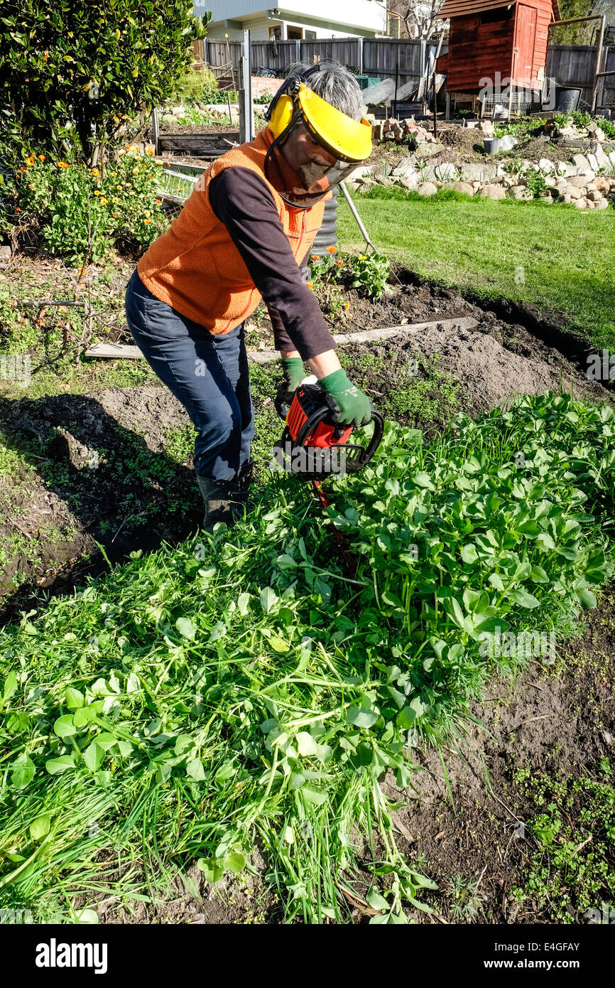 Slashing green manure crop using a hedge trimmer Stock Photo