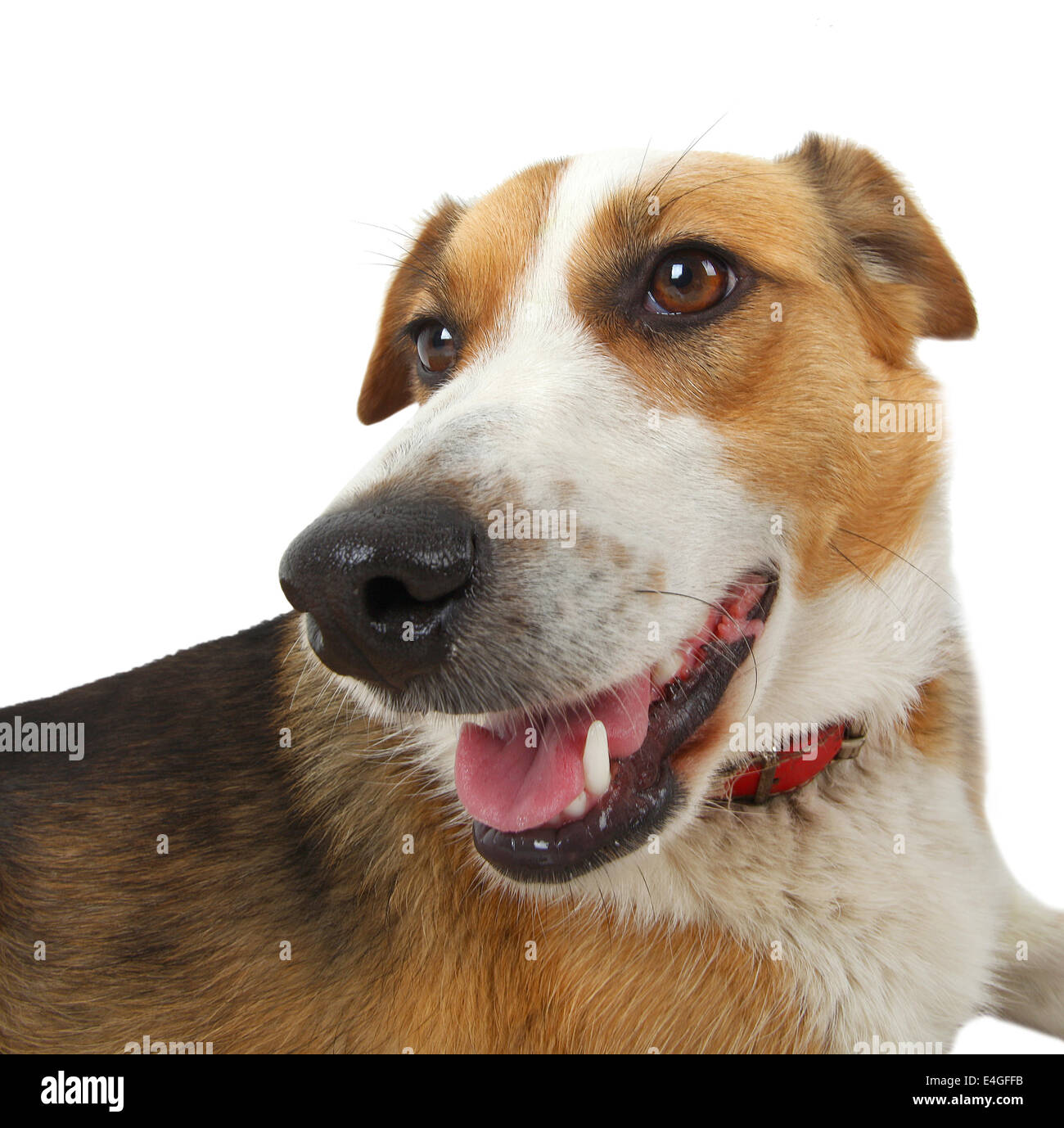 Mongrel stray dog isolated on white background Stock Photo