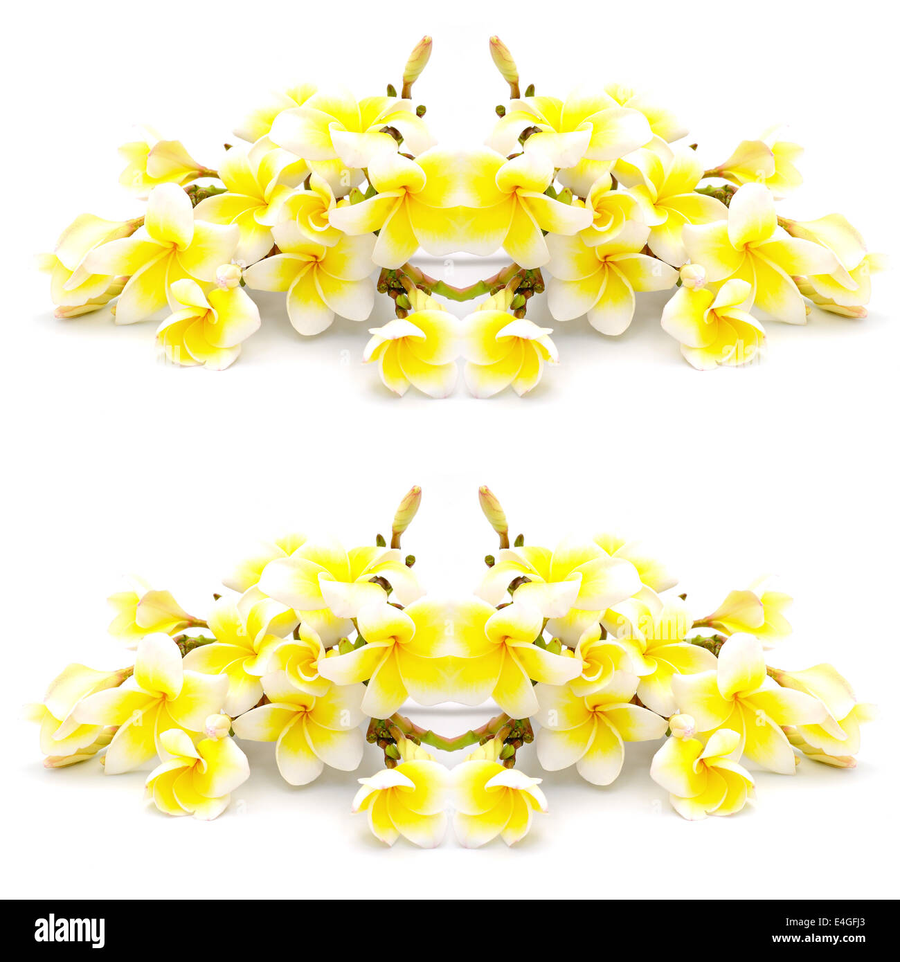 Colorful yellow plumeria flower, isolated on a white background Stock Photo