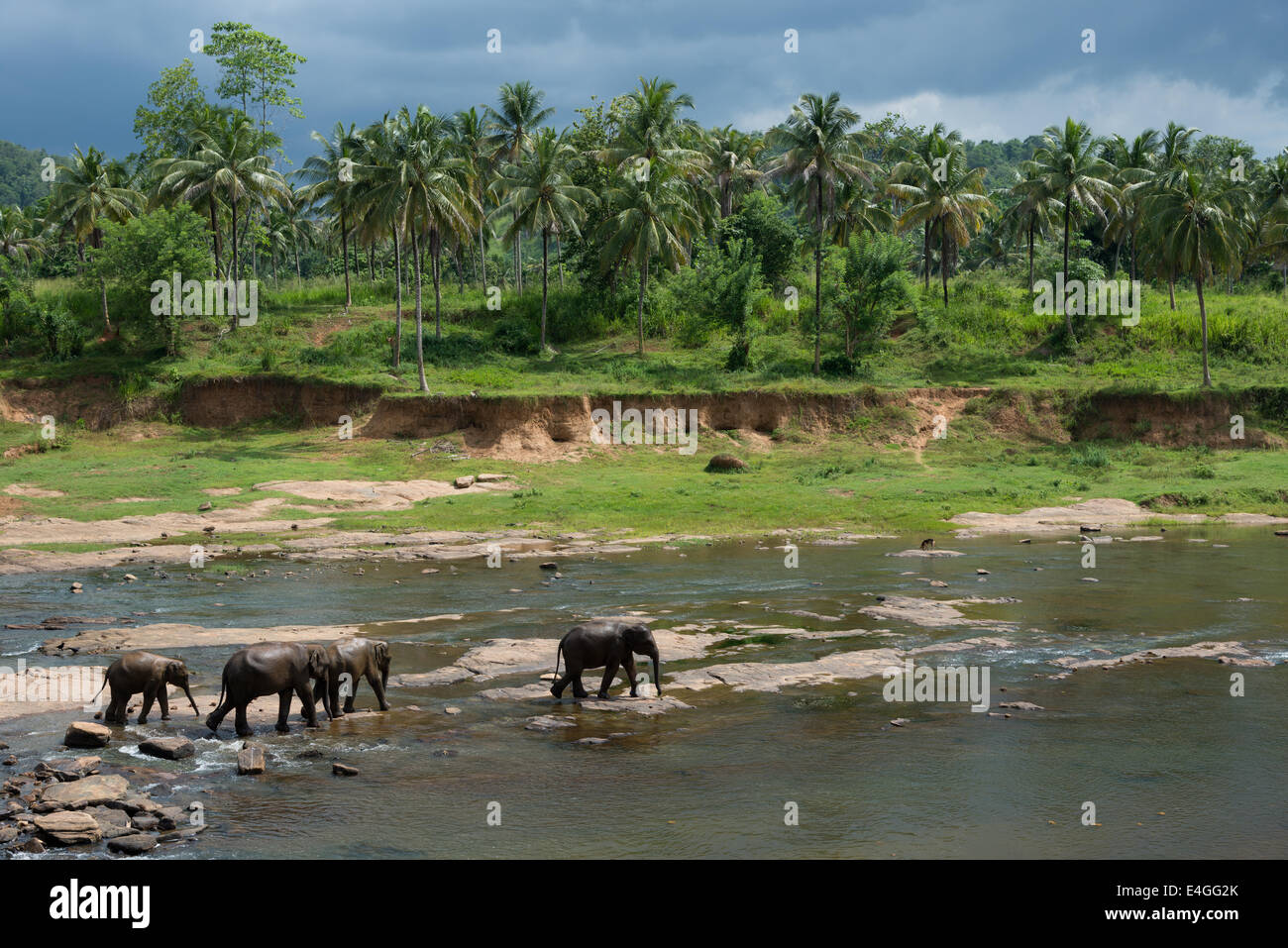 Four Sri Lankan elephants walk along a river with a background of palm trees Stock Photo