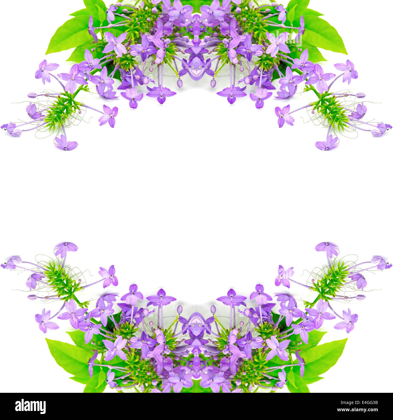 Beautiful purple flower, Violet Ixora (Pseuderanthemum andersonii), isolated on a white background Stock Photo