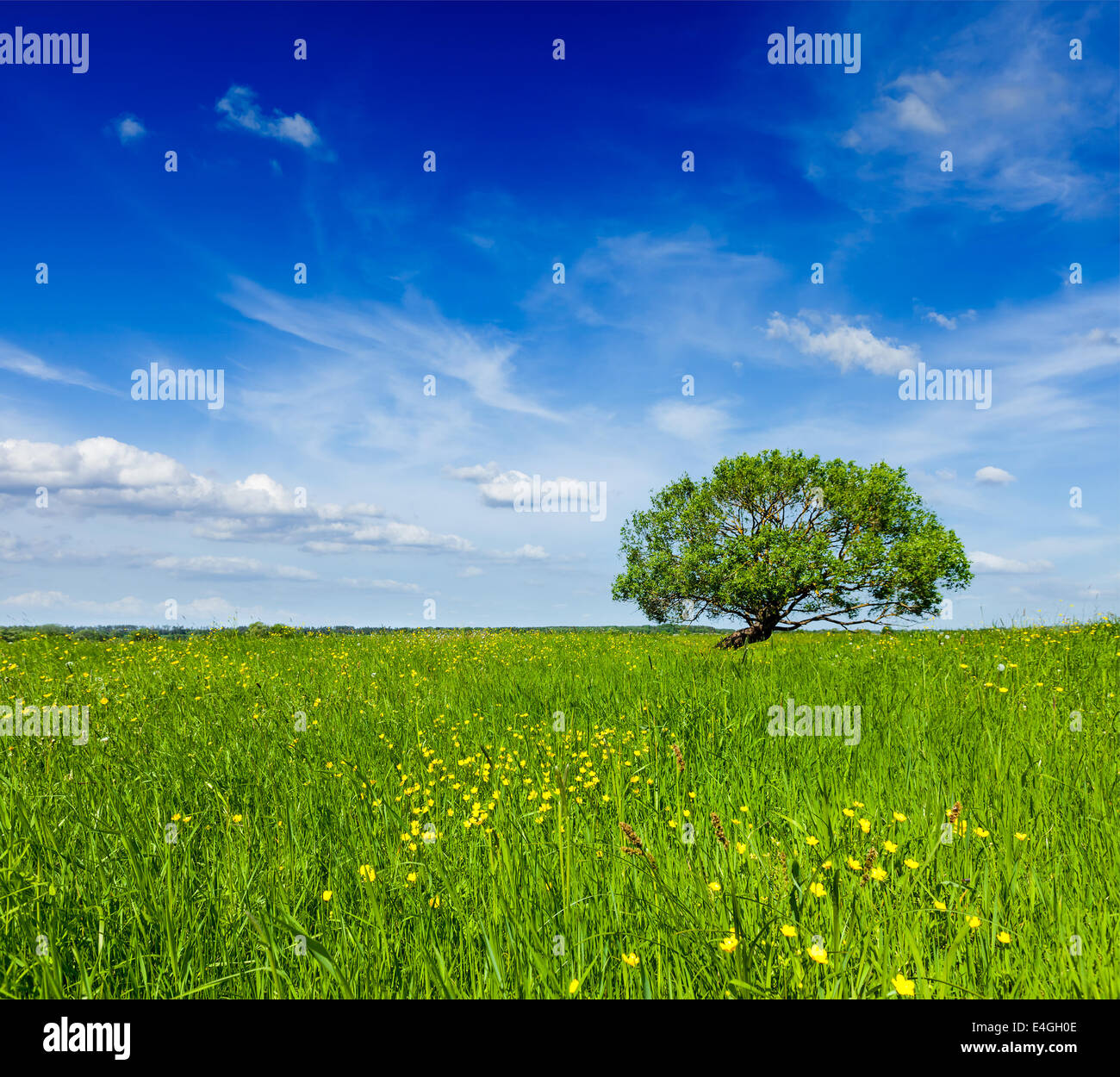 Spring summer background - blooming flowers green grass field meadow ...