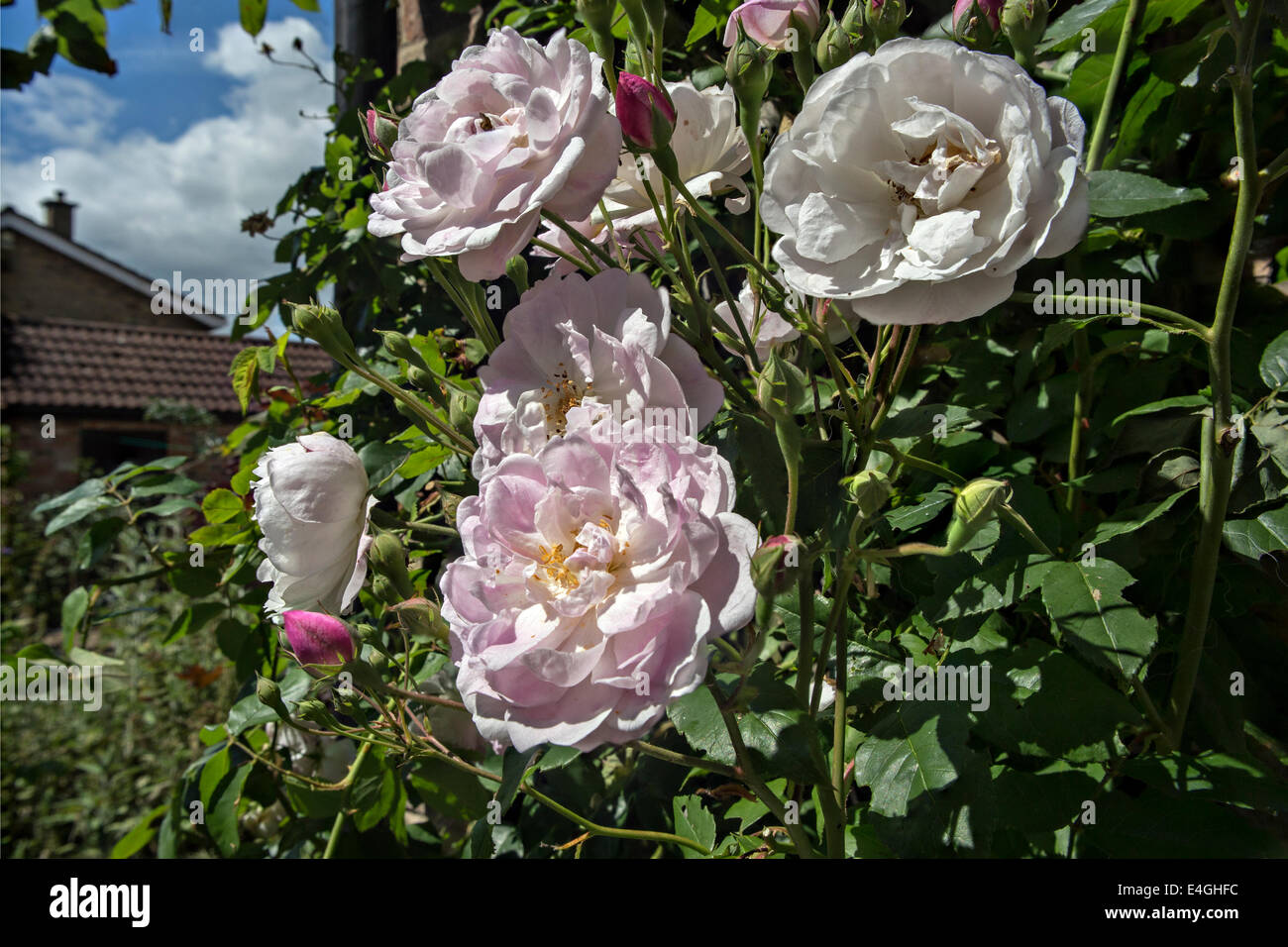 Noisette roses hi-res stock photography and images - Alamy