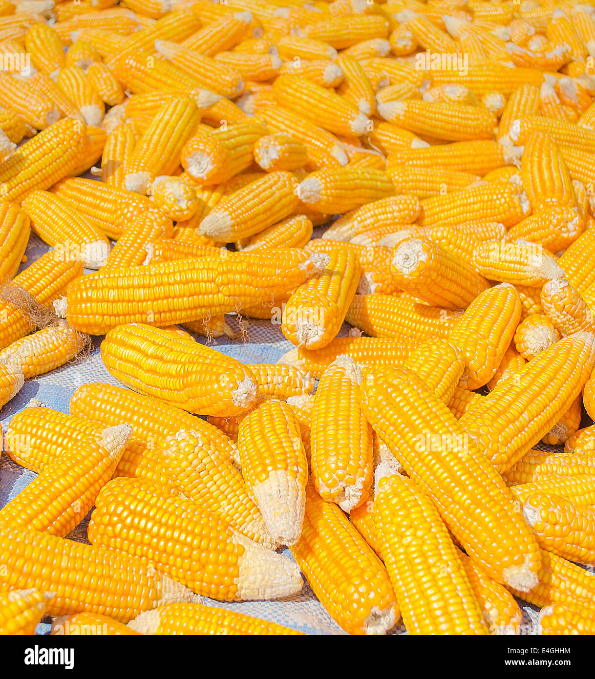 Corn harvest pile hires stock photography and images Alamy