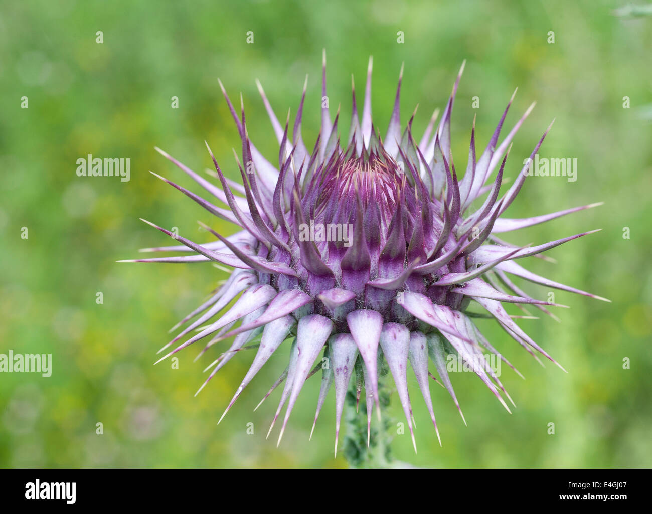 A spiky purple flower bud of a Carduus thistle flower, Side, Turkey ...