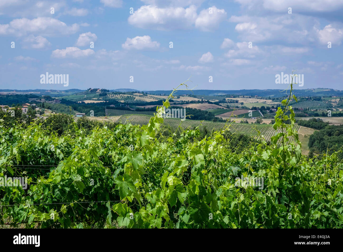 Typical landscape with vineyards in Tuscany, Italy, Europe Stock Photo