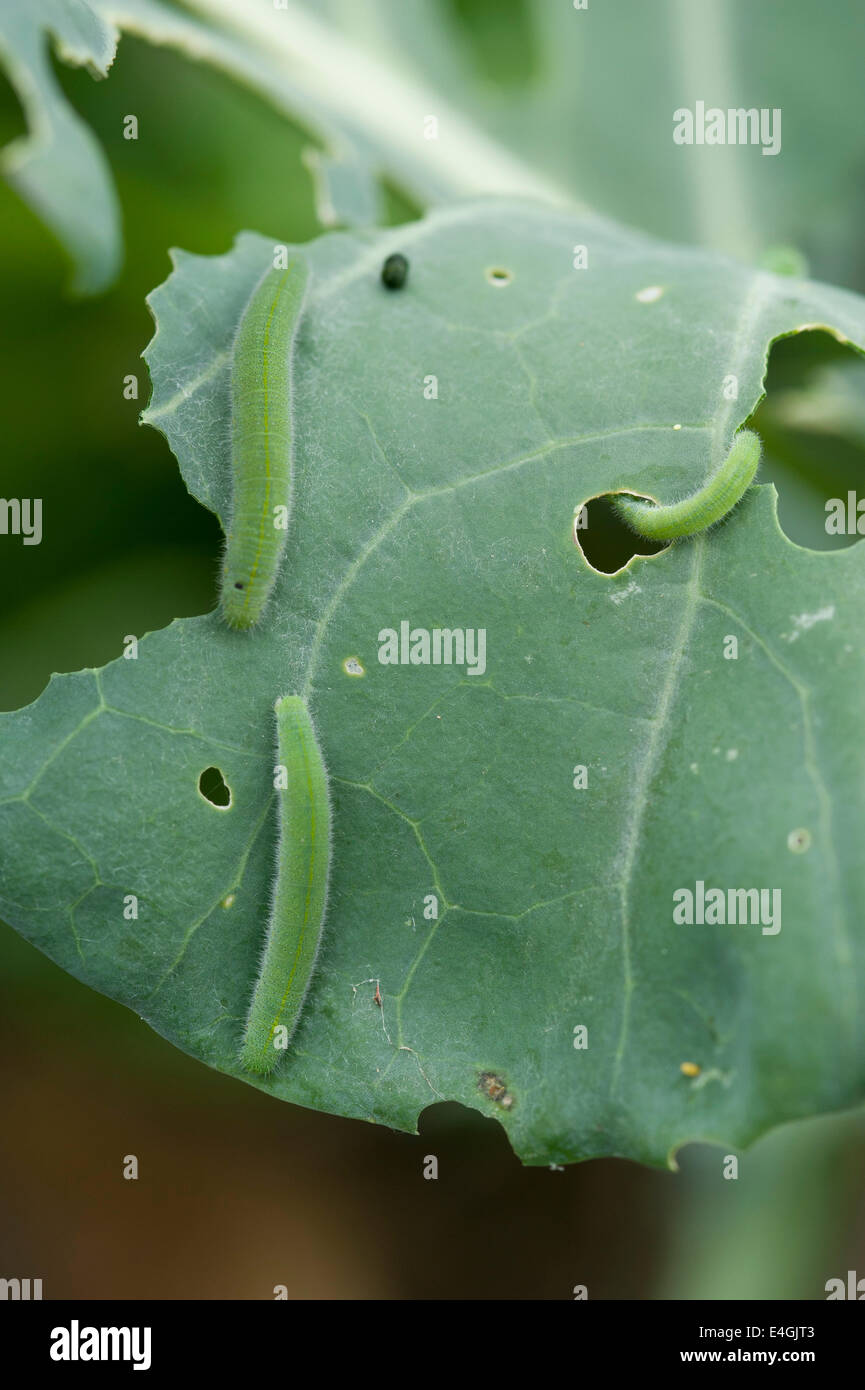 Cabbage white butterfly larvae on broccoli Stock Photo Alamy