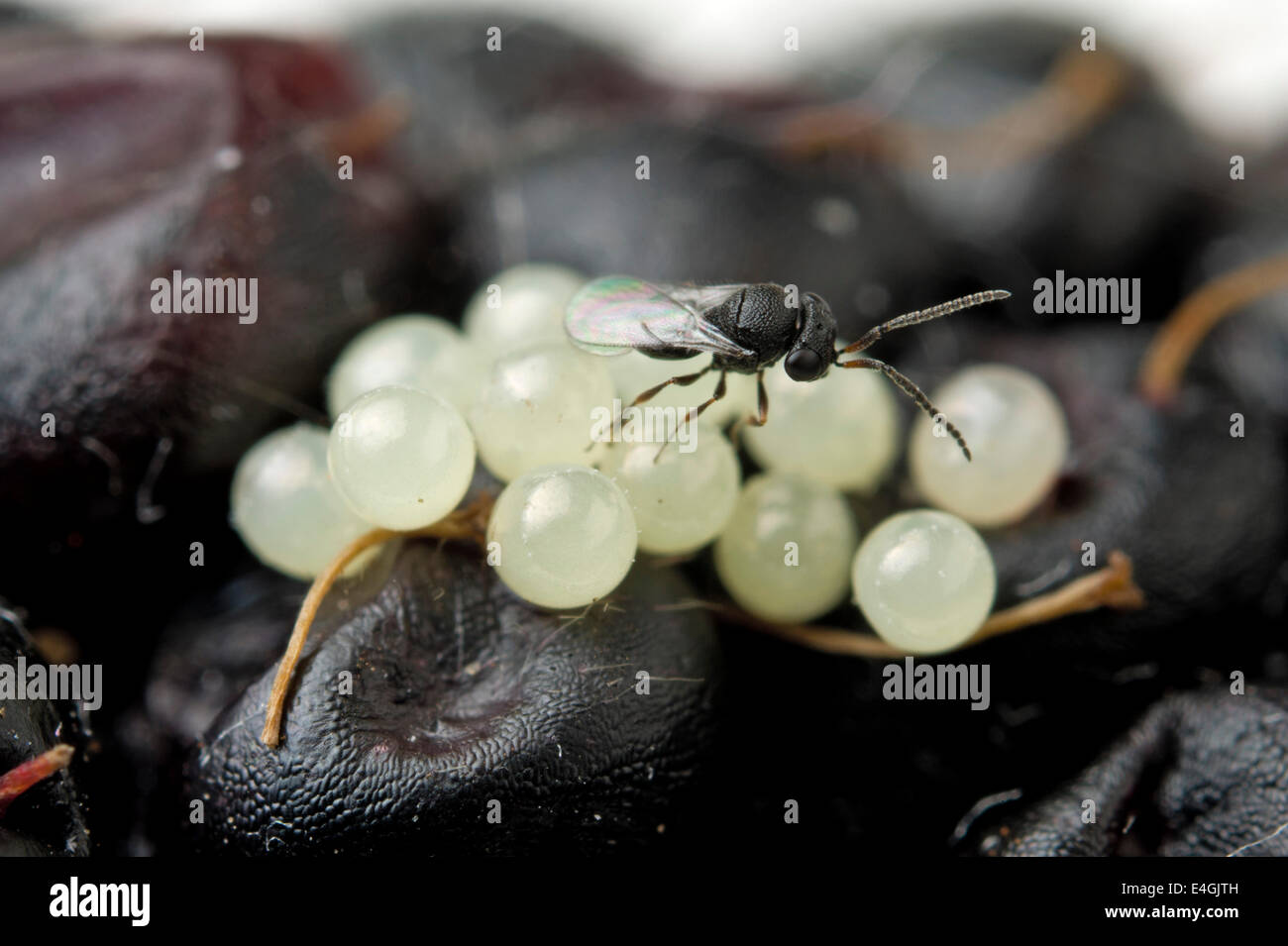 Green Potato Bug Eggs And Parasitic Wasp Stock Photo Alamy