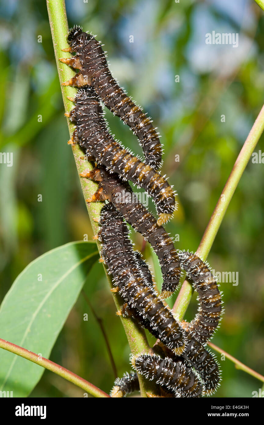 Spitfire grubs or steel blue sawfly larvae Stock Photo