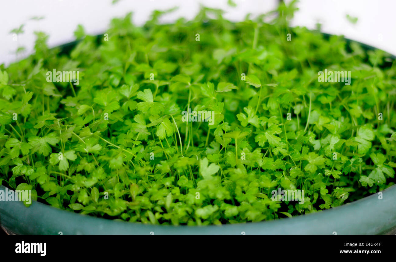 Parsley in a pot Stock Photo Alamy