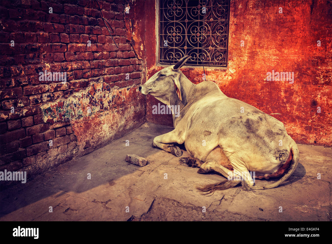 Vintage retro hipster style travel image of indian cow in the street of India - cow is considered a sacred animal in India Stock Photo
