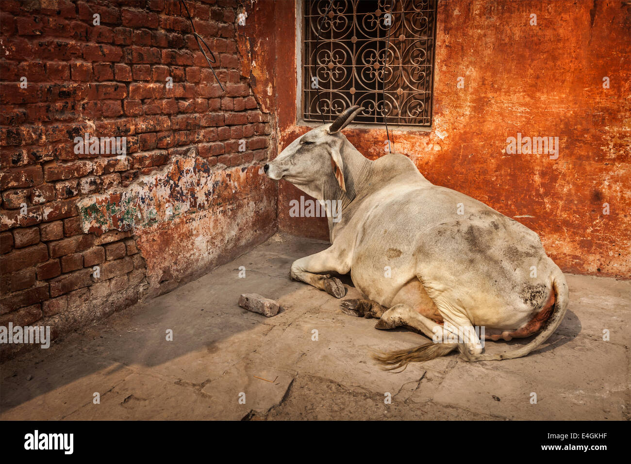 Indian cow in the street of India - cow is considered a sacred animal in India Stock Photo