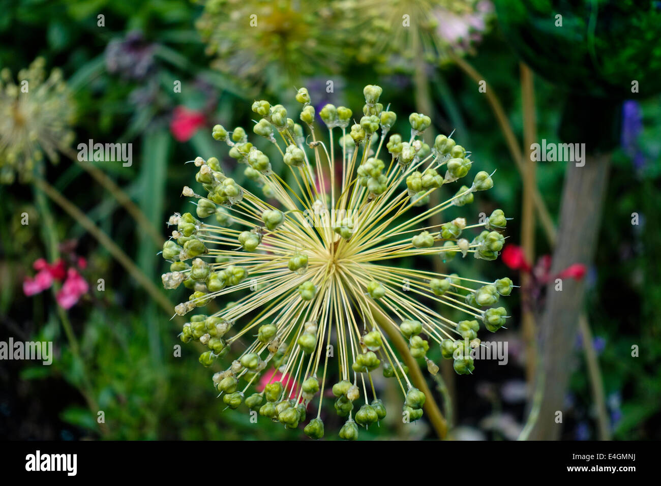 Faded ornamental onion (Allium nigrum) Stock Photo