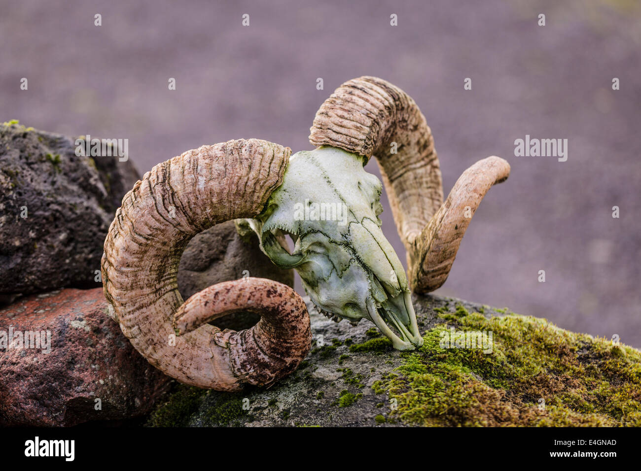 Ram skull with horns Stock Photo - Alamy