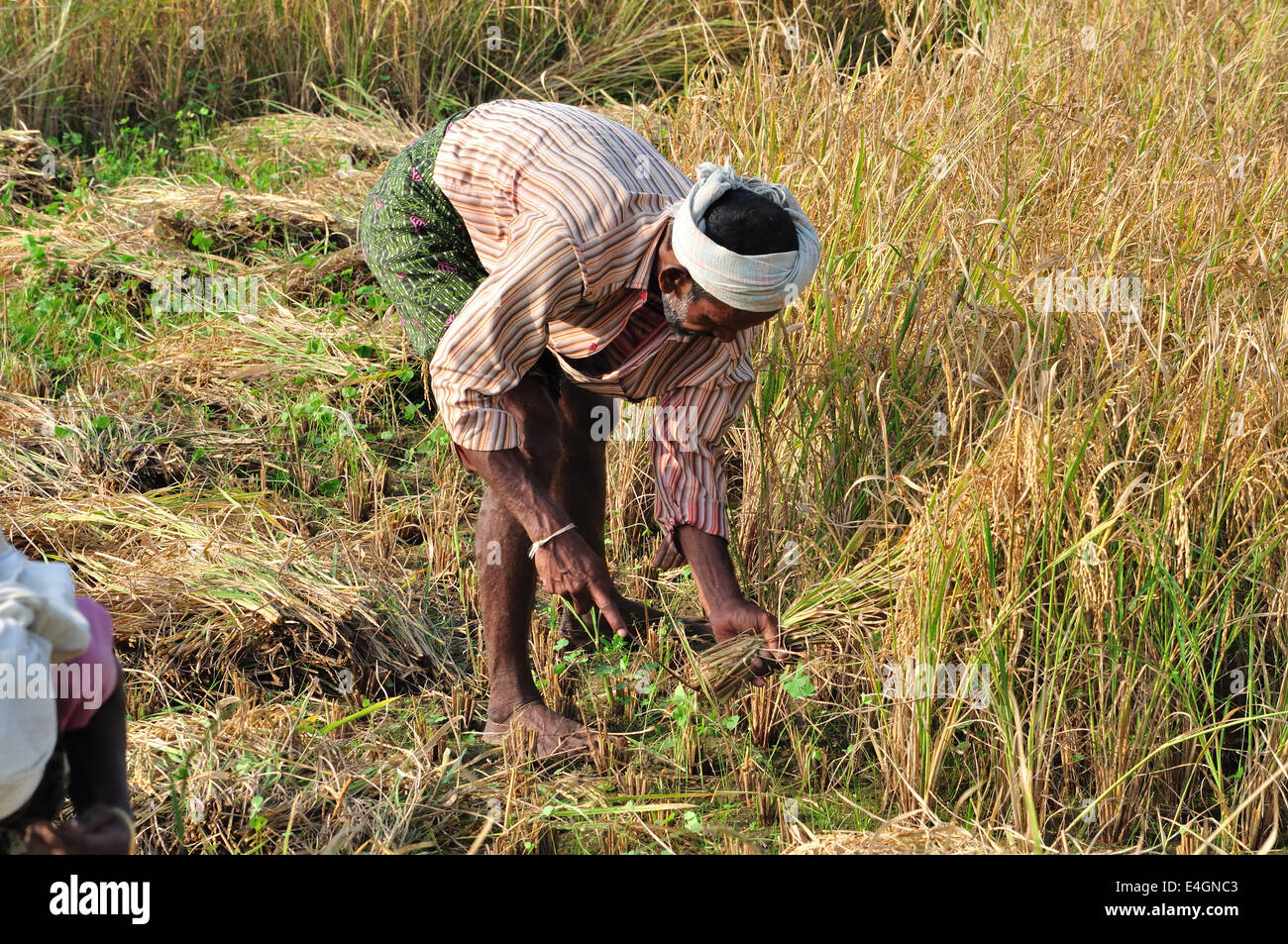 Indian Paddy Field Stock Photo - Alamy