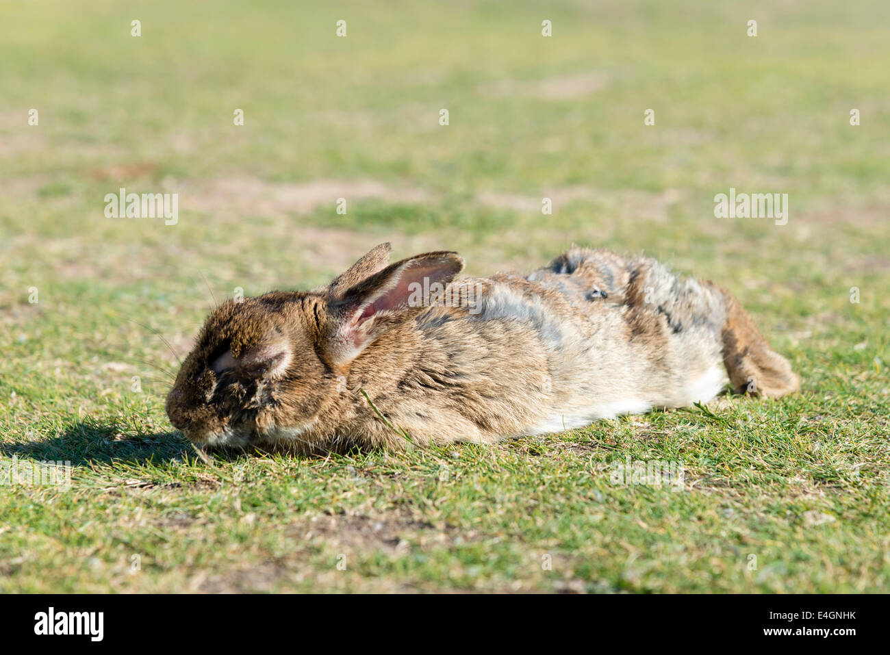 Wild Rabbit with Myxomatosis, UK. Stock Photo