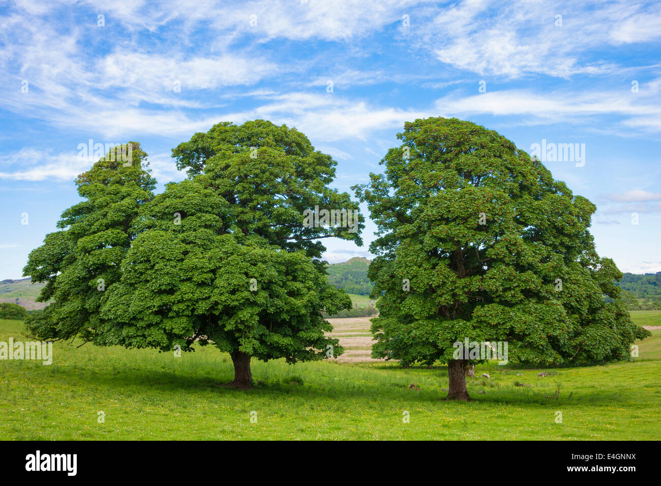 View with pair of shaped trees Stock Photo