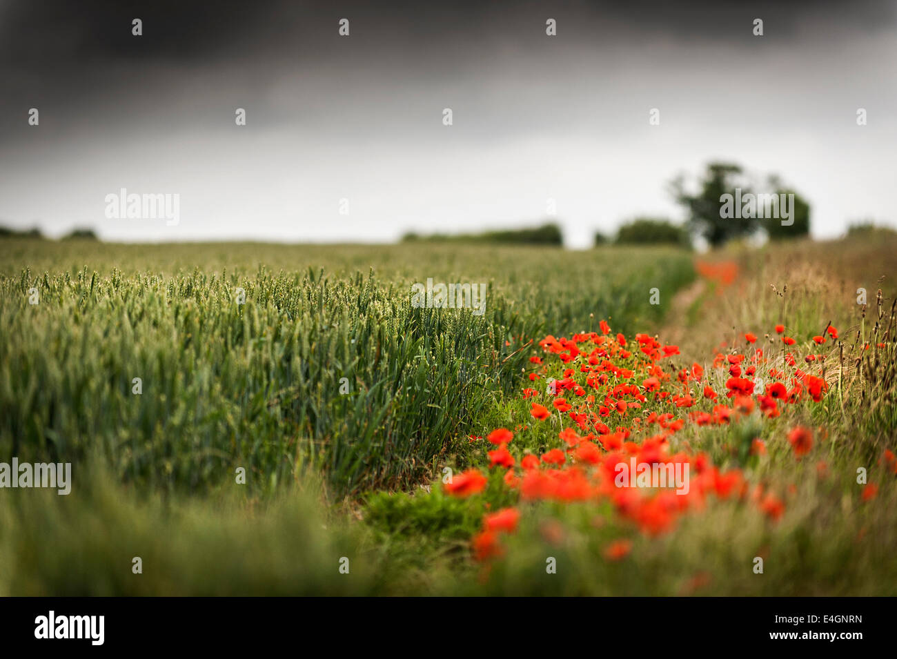 Poppies Palaver rhoeas growing in a field in Norfolk. Stock Photo