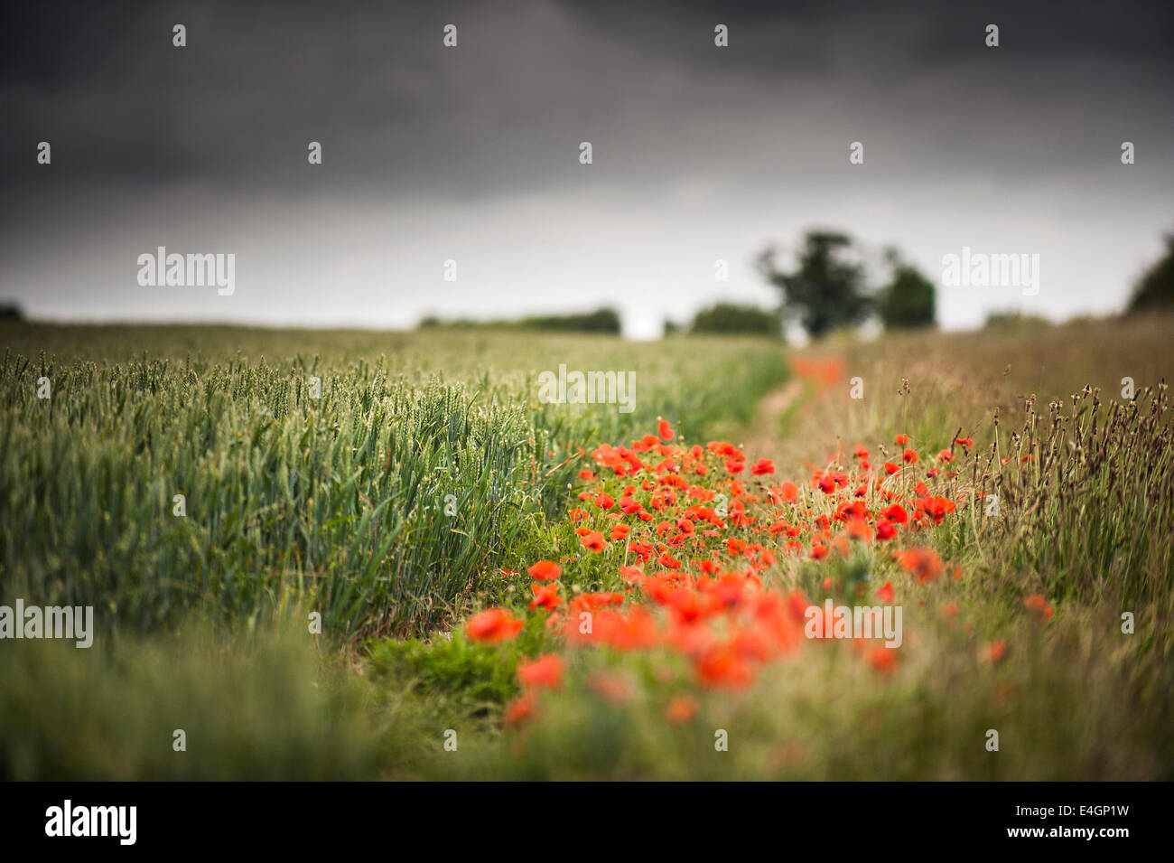 Poppies growing in a field. Stock Photo
