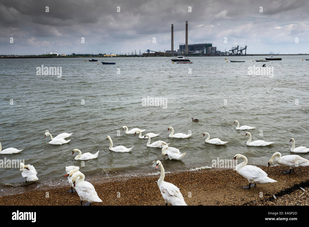 Swans gathering at the waters edge at Gravesend. Stock Photo