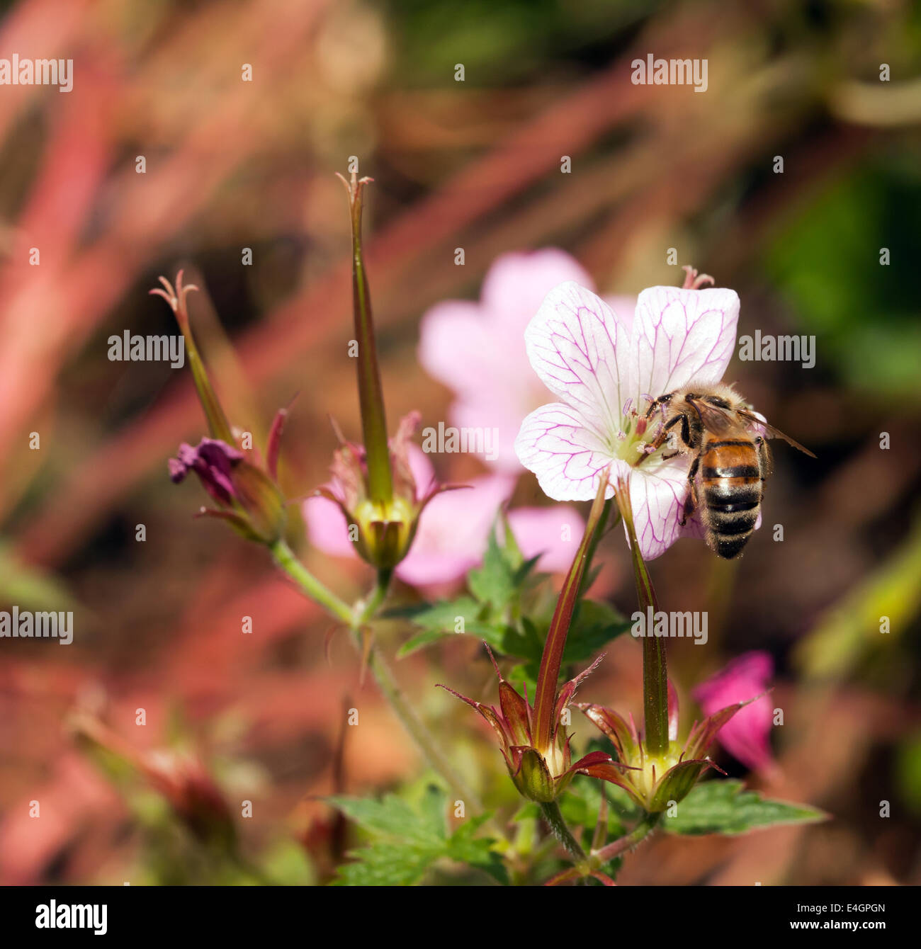 Macro image of a Bee harvesting pollen from a  Geranium  flower in the Sensory Garden, Beckenham Place Park, Lewisham Stock Photo