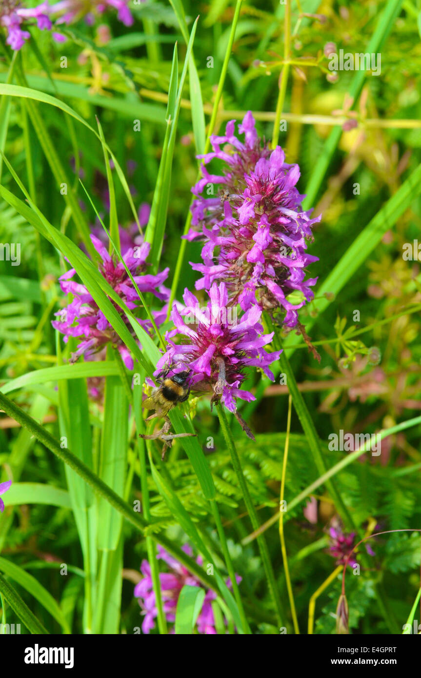 Betony (Stachys officinalis) wildflower used in the past for its medicinal and 'magical' properties as either a 'tea' or herbal Stock Photo